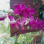Dendrobium nobile Flower