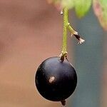 Ribes nigrum Fruit