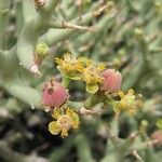 Euphorbia lignosa Flor