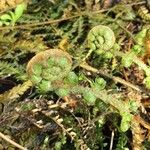 Polystichum braunii Likasa