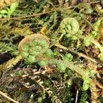 Polystichum braunii Foglia