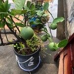 Citrus × aurantiifolia Fruit