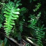 Hymenasplenium unilaterale Лист