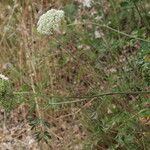 Katapsuxis silaifolia Fula