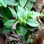 Epilobium duriaei Liść