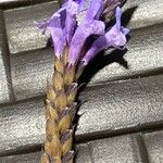 Lavandula minutolii Flower