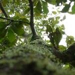 Terminalia amazonia Corteza