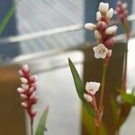 Persicaria maculosa Blüte