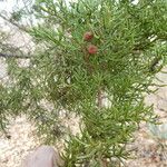 Juniperus pinchotii ᱛᱟᱦᱮᱸ