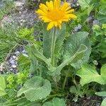 Doronicum grandiflorum Habitus