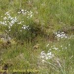 Trichophorum alpinum Habit