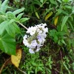 Heliotropium arborescens Cvet