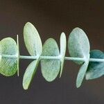 Eucalyptus pulverulenta Blad