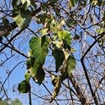 Croton guatemalensis Leaf