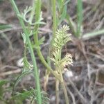 Torilis leptophylla Hoja