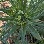 Lithospermum ruderale Blüte