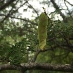 Albizia brevifolia Fruit