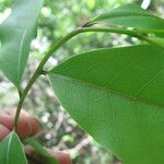 Monodora carolinae Leaf