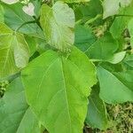 Catalpa bignonioidesLeht