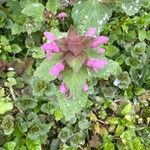 Lamium hybridumFloare