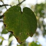 Dombeya ciliata Folla