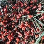 Ephedra distachya Fruit