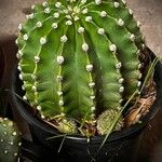 Echinopsis oxygona Hoja