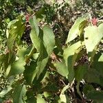 Cistus populifolius Likasa