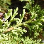 Juniperus phoenicea Folha