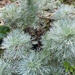 Artemisia schmidtiana Pokrój