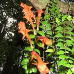 Columnea microcalyx 叶