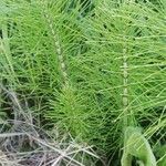 Equisetum telmateia Hoja