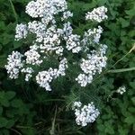 Achillea millefoliumVirág