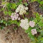 Mutellina purpurea Flower