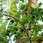 Prunus domestica Habitus
