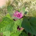 Chenopodium giganteum Hoja