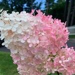 Hydrangea paniculataFlor