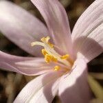 Colchicum longifolium 花