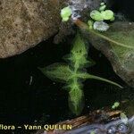 Lemna trisulca Hoja