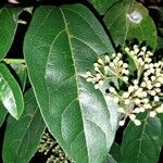 Viburnum tinus Φύλλο