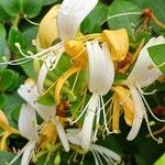 Lonicera japonicaCvet