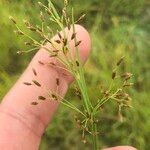 Fimbristylis autumnalis Blüte