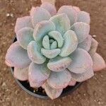 Echeveria colorata Leaf