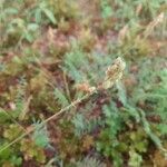 Onobrychis saxatilis Fruit