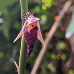 Ischnosiphon puberulus Flor