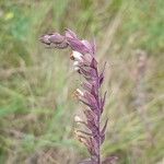 Odontites vernus Flower