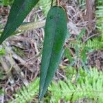 Trichosandra borbonica Blatt