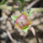 Convolvulus equitans Fruto