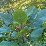 Cotinus obovatus পাতা