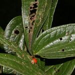 Smilax mollis Lapas